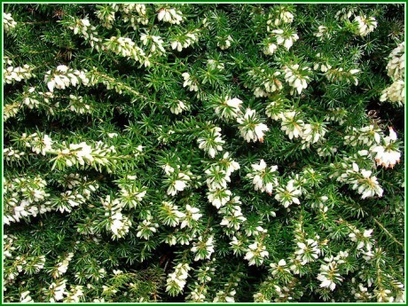 Erica x darleyensis ,White' Perfectiensis - XII - V 25