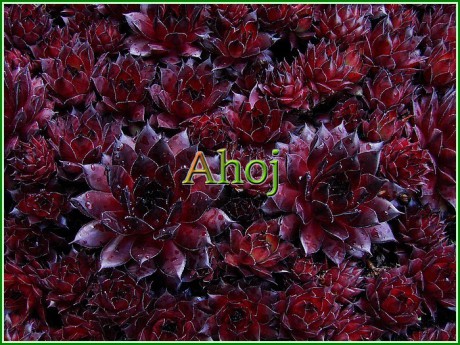 Sempervivum ,Dark Beauty' Ahoj 2