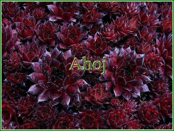 Sempervivum ,Dark Beauty' Ahoj 2