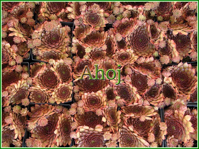 Sempervivum ,Aline' 18 Ahoj