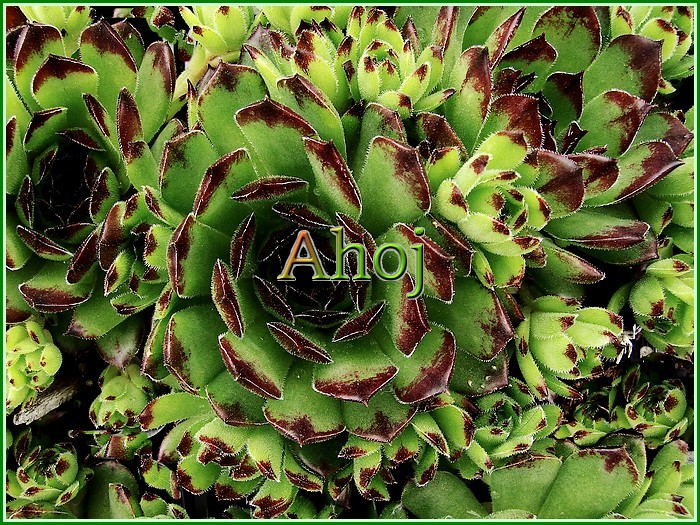 Sempervivum 39 Ahoj