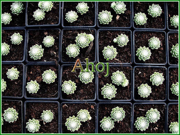 Sempervivum 88 připraveno Ahoj 1