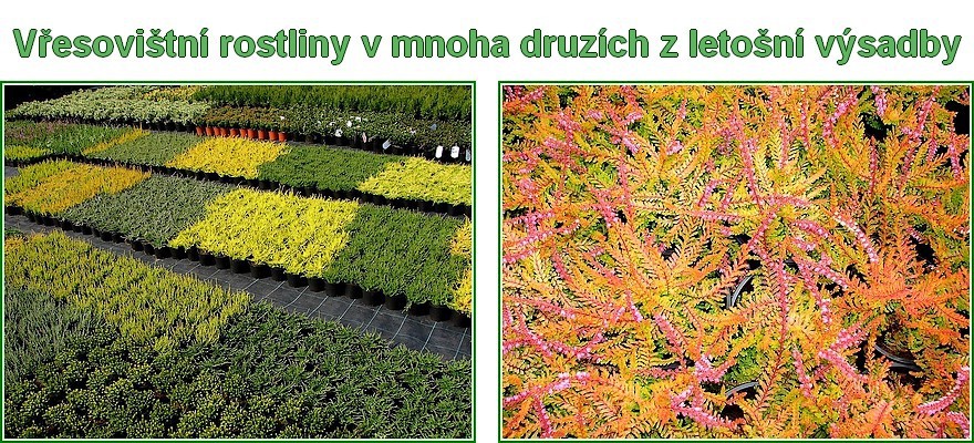 vresy.jpg